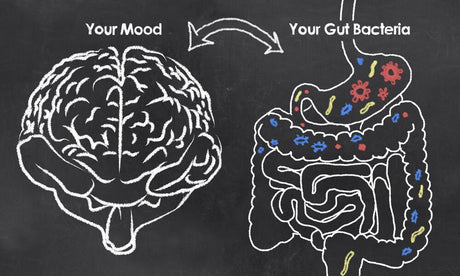 OFTEN LOOKED OVER : Probiotics and Enzymes - MUSCLE FACTORY